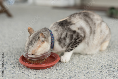 cat eat food