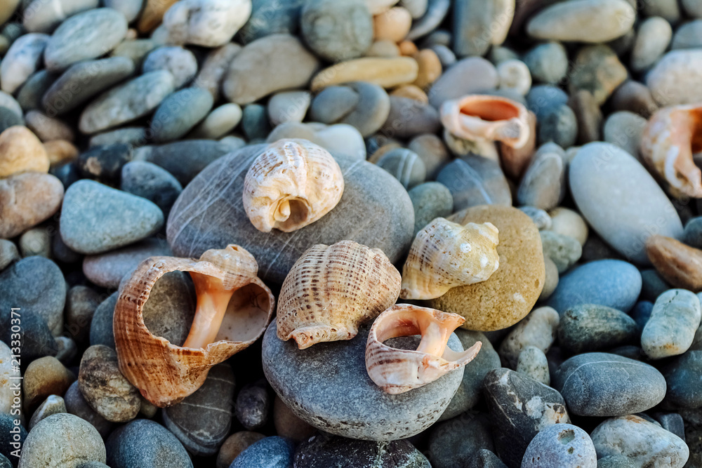 broken shells and smooth pebble stones on the seashore broken shells and smooth pebble stones on the seashore