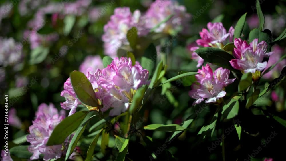 Violet rhododendron blooms against the background of green grass Violet rhododendron blooms against the background of green grass