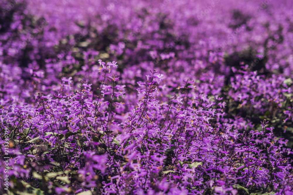 Lavender flowers at sunlight in a soft focus, pastel colors and blur ...