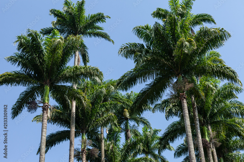 Tops of palm trees with a blue sky background