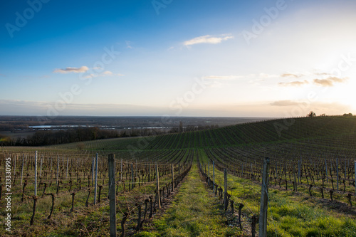 France, Gironde, Capian, l'hivers dans les vignes à l'infini