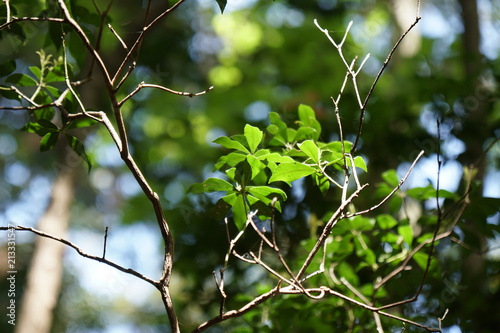 新芽