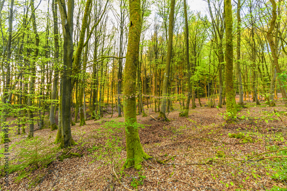 Obraz premium During sunrise awakening beech forest with soft green leaves in German Vulkaneifel in Gerolstein with Brown fallen leaves and by rain water eroded gullies