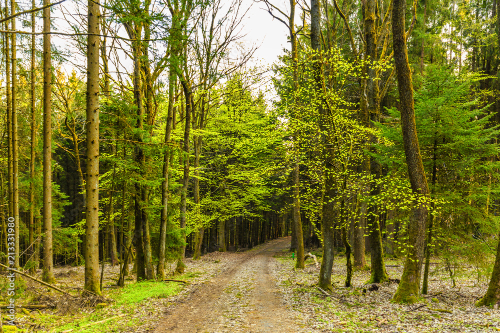 Obraz premium During sunrise awakening beech forest with soft green leaves in German Vulkaneifel in Gerolstein with Brown fallen leaves and by rain water eroded gullies