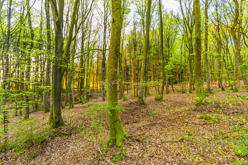 During sunrise awakening beech forest with soft green leaves in German Vulkaneifel in Gerolstein with Brown fallen leaves and by rain water eroded gullies photo