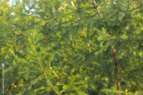 pine tree close up photo