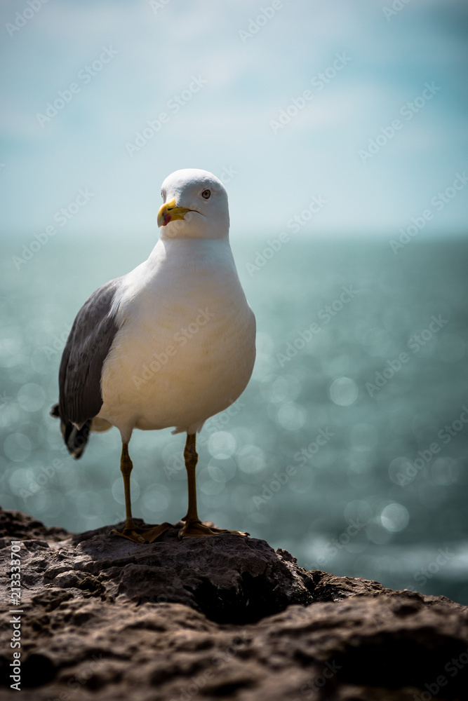 Obraz premium gabbiano sull'oceano