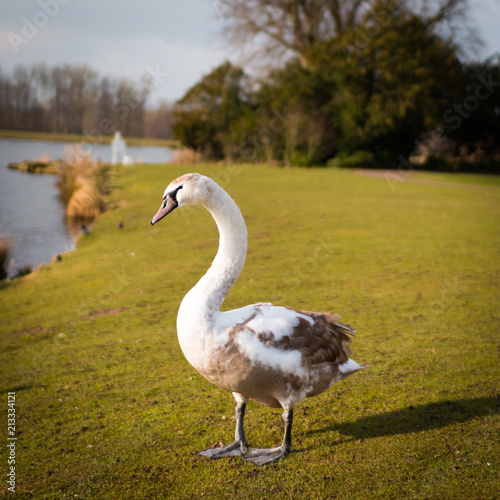 Ugly duckling turns into a swan