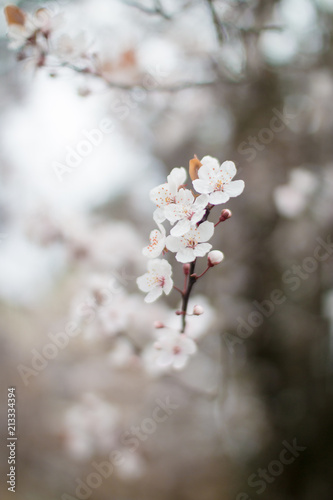 Close up of tree blossom