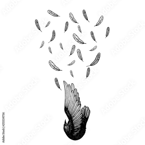 bird line art fall down. silhouette isolated. illustration vector. feather line art. bird die from sky. tattoo design. minimal style.