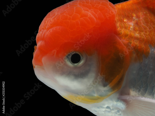 goldfish in isolated