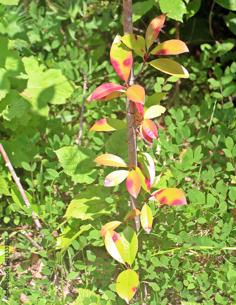 Obraz premium 나무잎