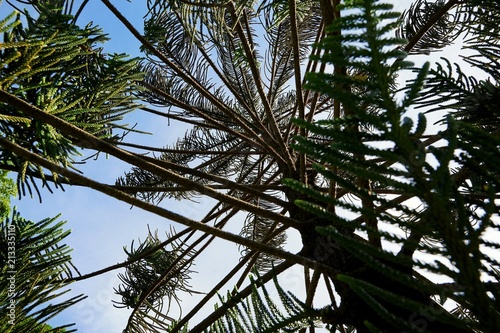 Looking up of branch and leaves pine tree in the morning, Ecological Concept, Space for text in template (Nolfolk island pine, Aruacaria heterophylla, ARUCARIACEAE), vertical photo