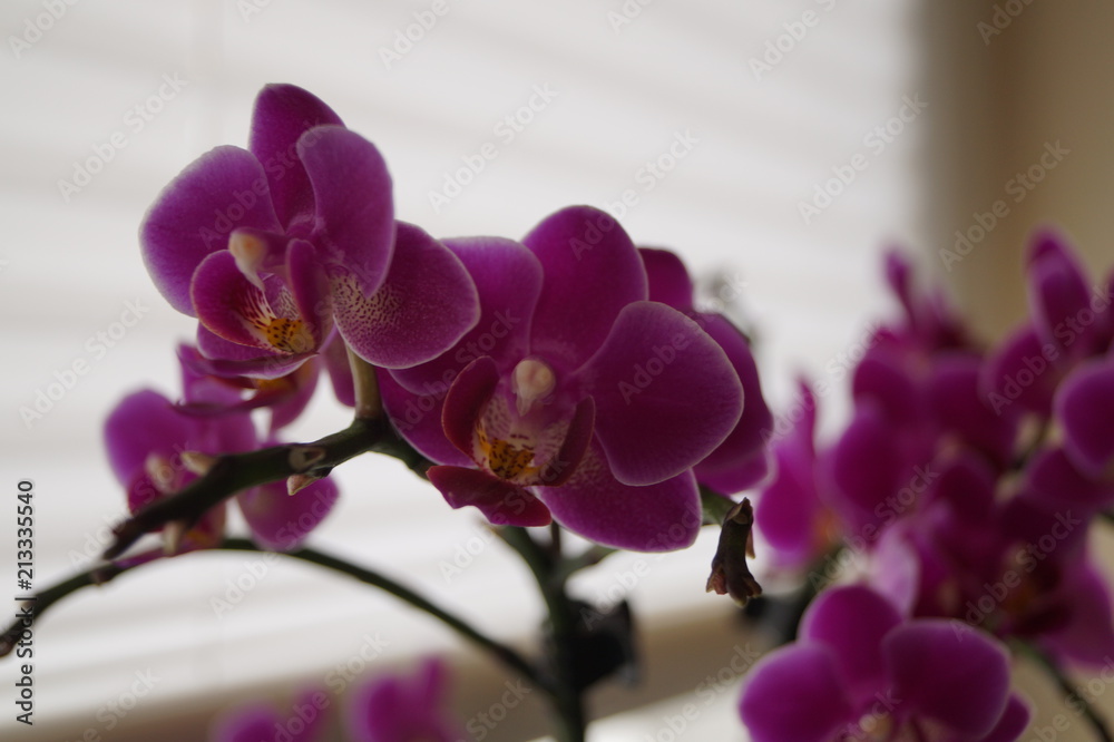 Obraz premium Orchidee