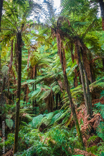 Giant ferns in redwood forest, Rotorua, New Zealand