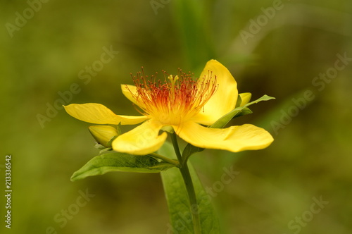 yellow big flower