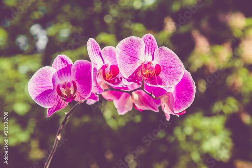     Purple Orchid branch on green natural background 