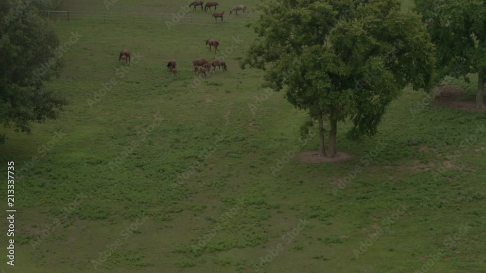 Drone flyover of a pasture of horses at Crooked Creek Winery on a beautiful summer day. Drone flyover of a pasture of horses at Crooked Creek Winery on a beautiful summer day.