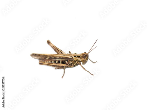 The common field grasshopper Chorthippus brunneus isolated on white background © hhelene