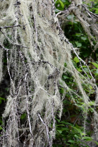 The long lichen Old Man's Beard Dolichousnea longissima on an old spruce tree photo