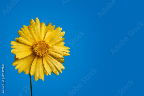 Yellow daisy flower on blue