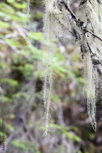 The long lichen Old Man's Beard Dolichousnea longissima on an old spruce tree photo