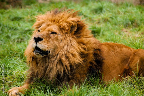 A male lion resting