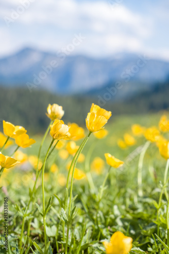 Gelbe Blumen auf einer Alm vor Bergkulisse