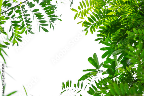 Green climbing plant isolated on white background.
