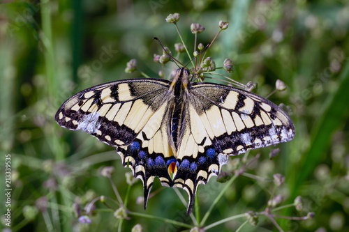 butterfly machaon on a close-up flower