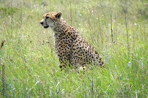 cheetah in south africa