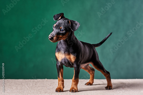 Zwergpinscher on green background. Portrait of a young dog.