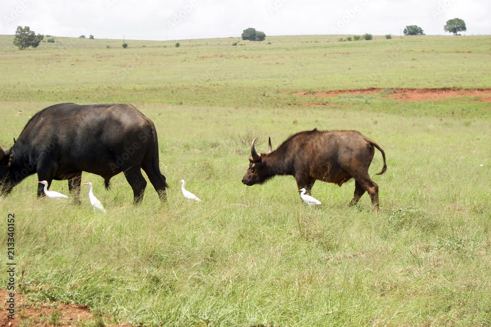 buffalo in the field