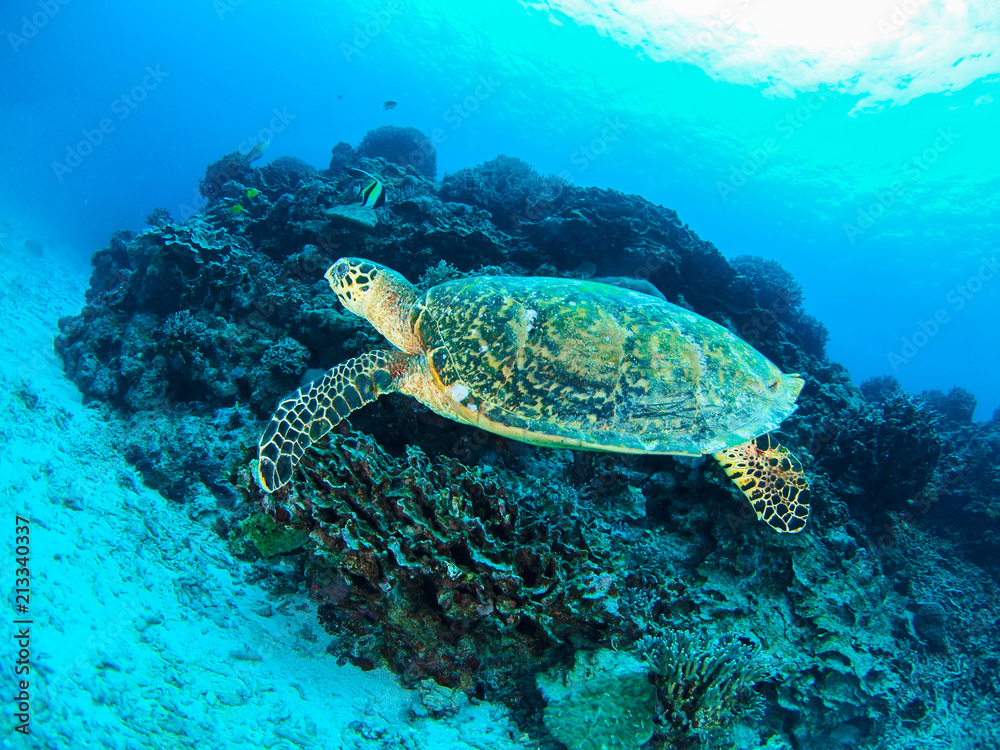 Obraz premium タイマイ