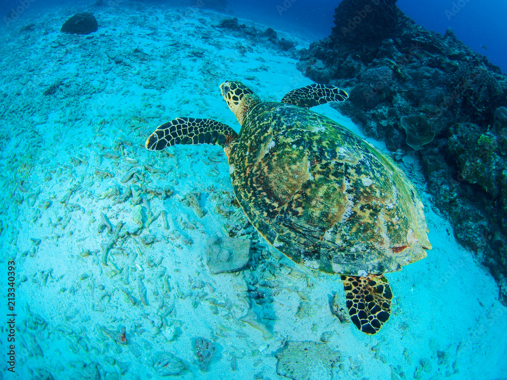 Naklejka premium タイマイ