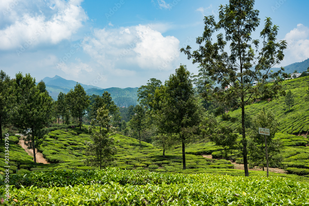 Fototapeta premium Houses situated on top of green tea plantation Munnar Kerala India