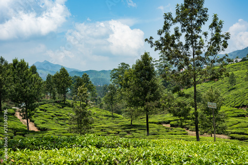 Houses situated on top of green tea plantation Munnar Kerala India