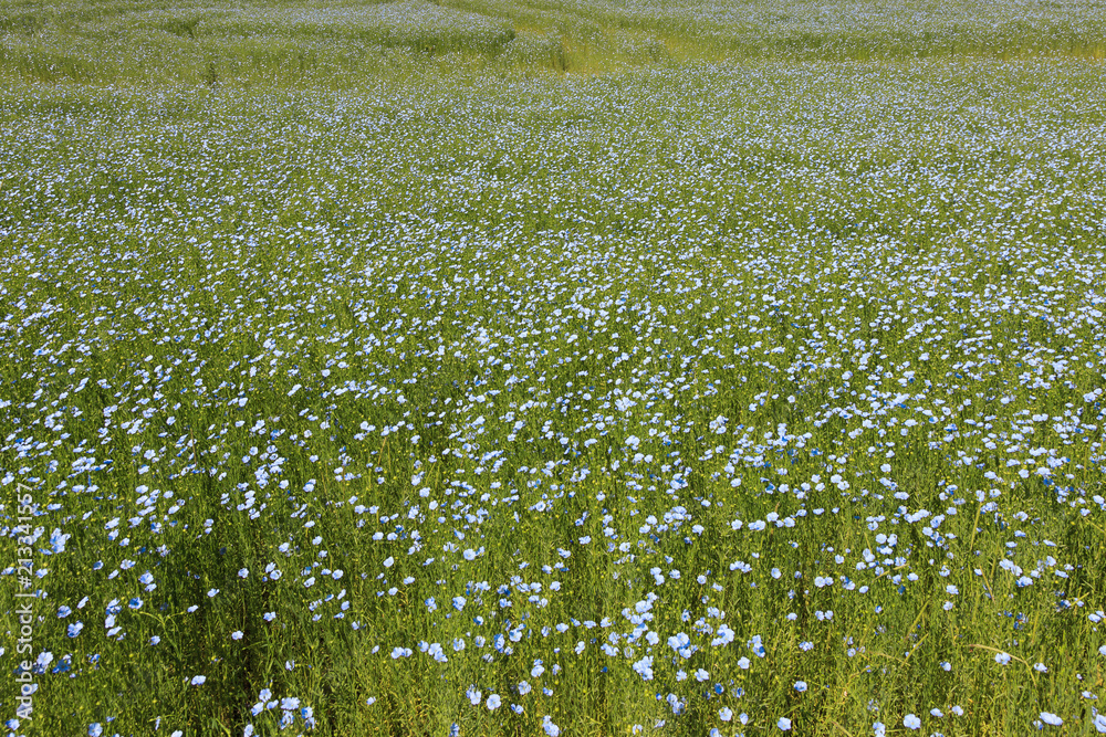 Linen field in Normandy France