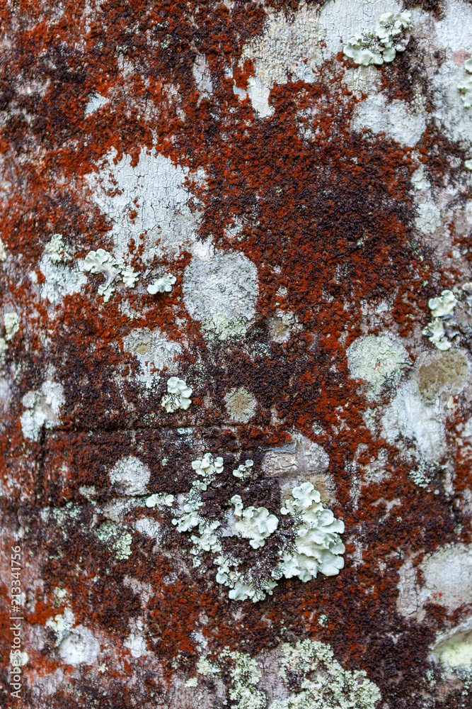 Fototapeta premium Red coloured bark of a tree with fungus