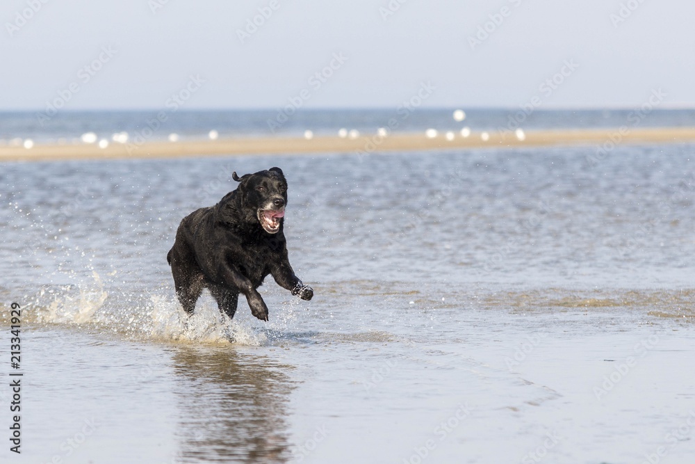 Hundestrand Hundestrand