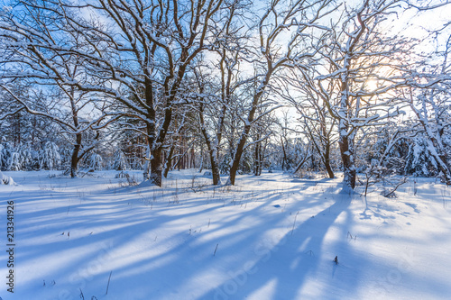 winter forest in a snow at the sunny day