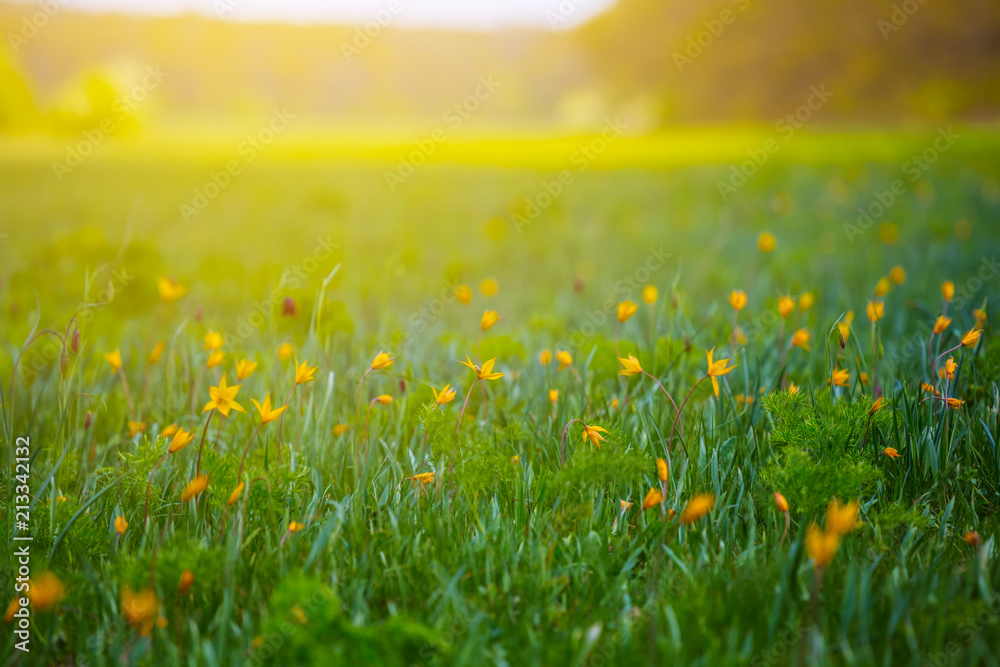 beautiful green summer prairie landscape in a flowers