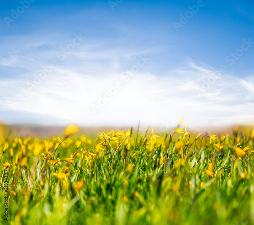 beautiful green prairie with flowers