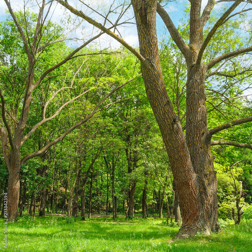 Forest in spring with green trees and bright day. Forest in spring with green trees and bright day.