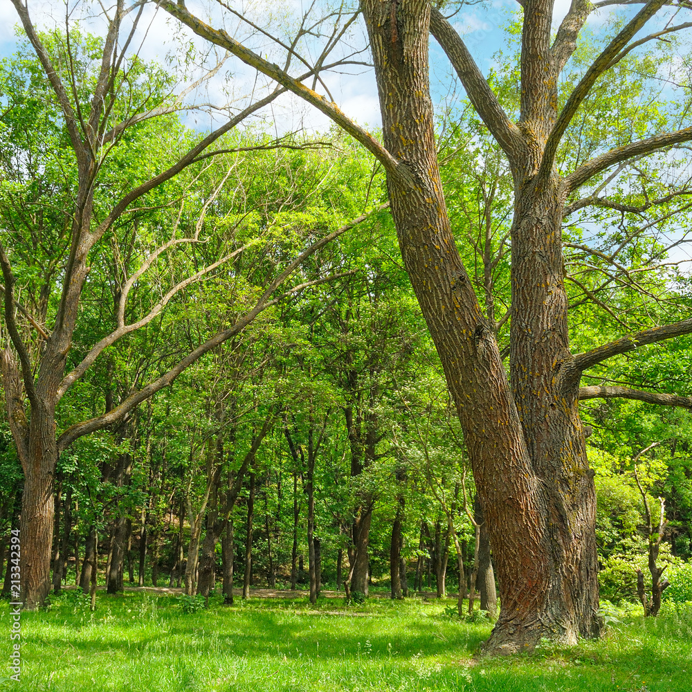 Forest in spring with green trees and bright day.