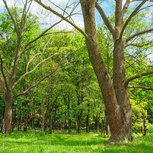 Forest in spring with green trees and bright day.