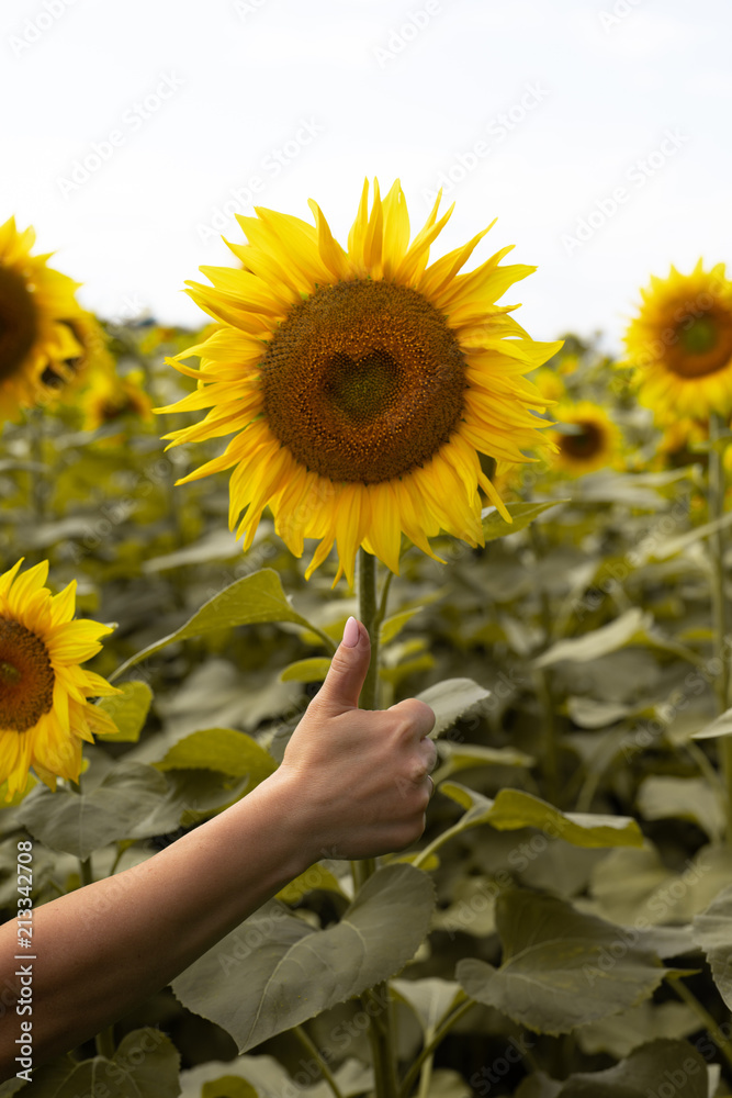 Fototapeta premium Sunflower closeup.Heart in a flower.Beautiful sunflower. Field with sunflowers.