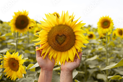 Sunflower closeup.Heart in a flower.Beautiful sunflower.  Field with sunflowers.