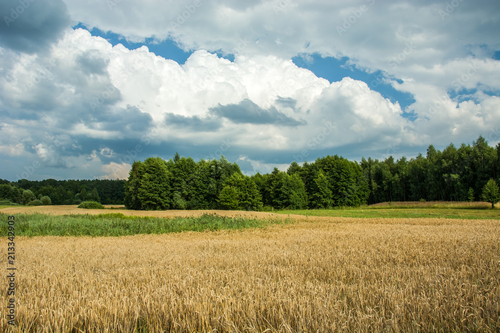 Field of grain, forest and cloudy sky